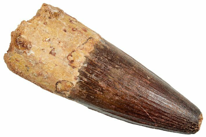 Fossil Spinosaurus Tooth - Huge Dinosaur Tooth #254842